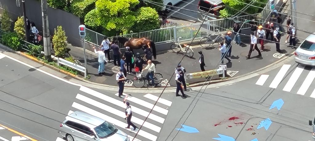 말과 차량충돌사고 도쿄 오오이경마장 유도마 탈출 방마사고! 교차로에서 차량과 충돌